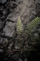 Fern 2