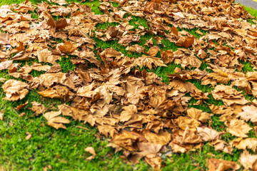 Fallen autumn leaves on grass