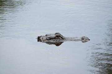 Alligator in Florida