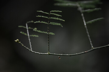 Leaves of a branch