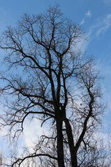 Big skies and big trees