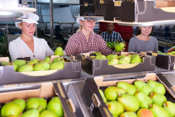 People working at sorting department at fruits industrial production facility, preparing pears to import