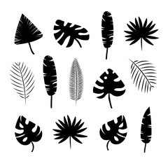 Fototapeta na wymiar Set of black silhouettes of tropical leaves of palm trees, trees.