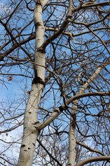 Birch Trees on a Cold Winter Day