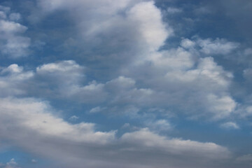 Red Berries on the Tree in Winter