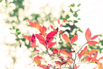 Beautiful red autumn leaves in a forest against a white background
