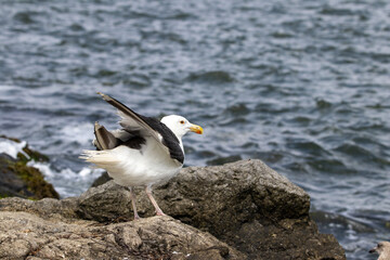 A Great Black Backed Seagull