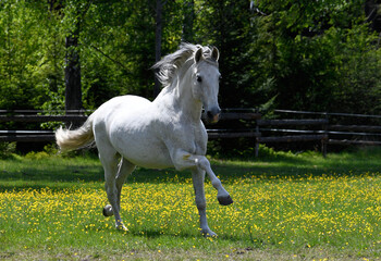 Obraz na płótnie Canvas White horse in the paddock on a sunny day
