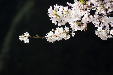 入来清浦ダム周辺の桜	