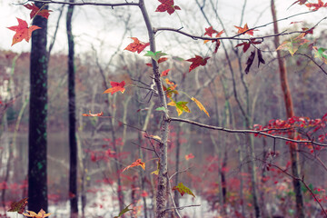 Multi-colored sweet gum leaves in a woods in the Fall