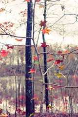 Multi-colored sweet gum leaves in a woods in the Fall