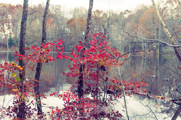 Beautiful red autumn leaves in a forest beside a lake