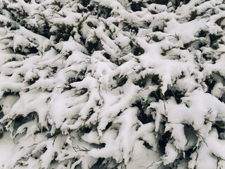 Cossack juniper bush Mas in the snow close-up. The concept of a severe winter, heavy rainfall and cold weather.