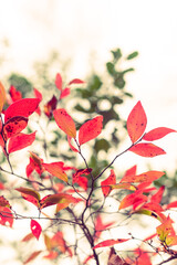 Beautiful red autumn leaves in a forest against a white background