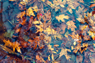 Autumn leaves submerged in flood waters
