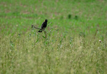 Bobolink in the grass