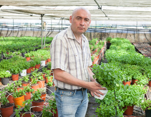 Young male worker arranging peppermint while gardening in greenhouse