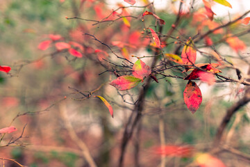 Beautiful red autumn leaves in a forest