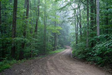 Obraz premium Dirt Road in Foggy Forest