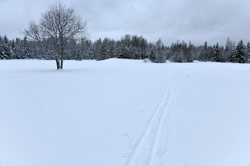 Cross country ski tracks in snow in winter landscape - 406546028