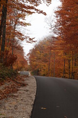Fototapeta premium road in autumn forest