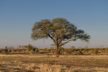 Acacia tree in early morning, Africa. - obrazy, fototapety, plakaty