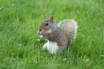 Naklejka na ściany i meble Squirrel in the Grassy Park