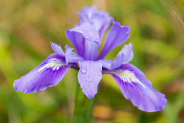 Spring purple lily flower wild bloom.