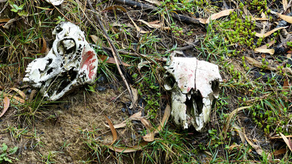 Two animals skulls lie in nature grass background in forest