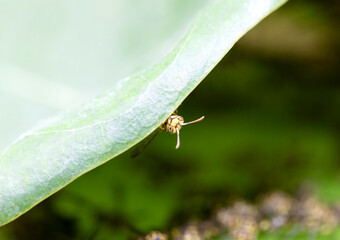 wasp,nest, yellow, dangerous, insect, nature, sting, macro, wildlife, vespula, danger, animal, pest, fly, hymenoptera, black, wild, honeycomb, colony, bee, hive, nobody, outdoor,  cell, striped, preda