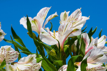 Peruvian lily "alstroemeria" white with green leaves and blue sky. White flowers
