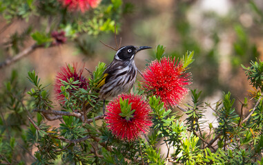 New Holland Honeyeater Phylidonyris novaehollandiae feeding