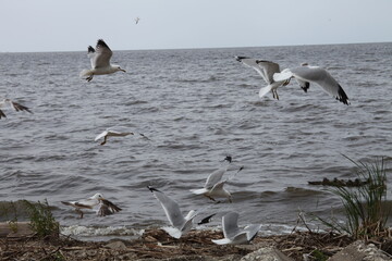 seagulls on the beach