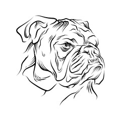bull dog Head hand drawn illustration