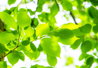 新緑の木々の若葉