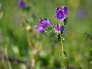 Purple Paterson's curse flower weed