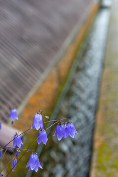 26 件の最適な 蛍草 画像 ストック写真 ベクター Adobe Stock