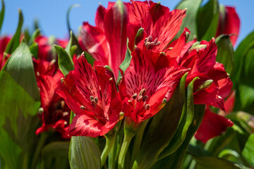Naklejka premium Peruvian lily 