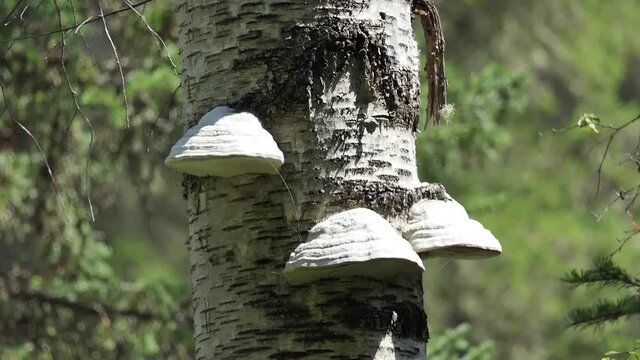 Medicinal plants in the wild, capable of preventing SARS-CoV-2 replication.The false tinder fungus (Phellinus igniarius) mushrooms on the birch.  Siberia, Altai.