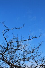 Obraz premium Dark tree branches against a bright blue sky