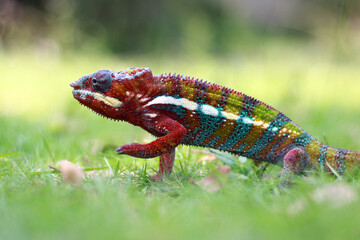 Chameleon Phanter