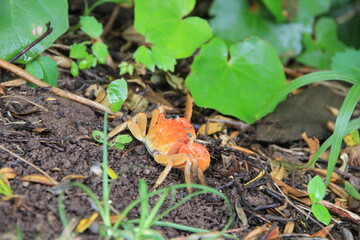 地面を歩く蟹の一種