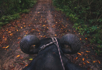 elephant in the woods