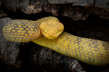 Yellow Variable Bush Viper Snake in hollow log