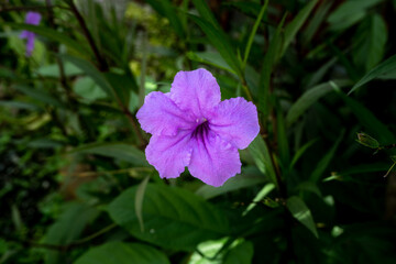 Close up. Winter pink flower in the forest.