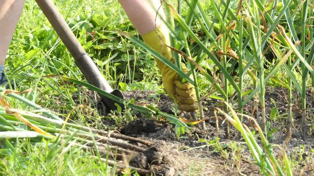 Vegan, vegetarian, vegetables. A worker digs garlic with a shovel on a farm and puts it in bunches next to it on the ground. Close-up shooting.