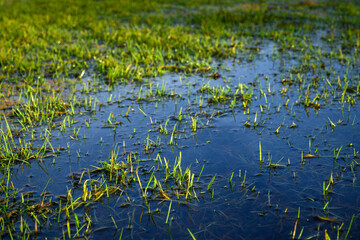 Obraz na płótnie Canvas Winter flooding, grass lawn under water after many days of rain 