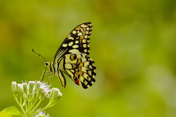 Selective focus Close up Macro image of a beautiful butterfly siting on a white flower with blurred background