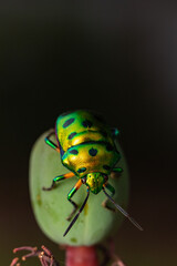 Selective focus Macro image of a tiny jewel bug siting on a flower bud