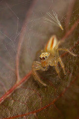 Selective focus Macro image  image of a spider siting on a brown leaf